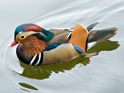 Colorful Duck