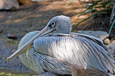 Gray Pelican