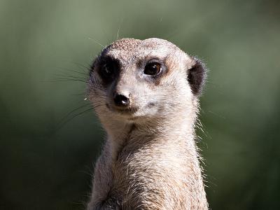 The Obligatory Meerkat