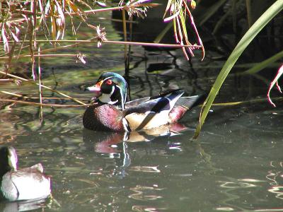 Wood Duck