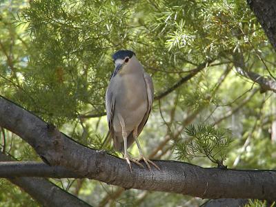 Black Crowned Night Heron