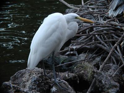 Great Egret