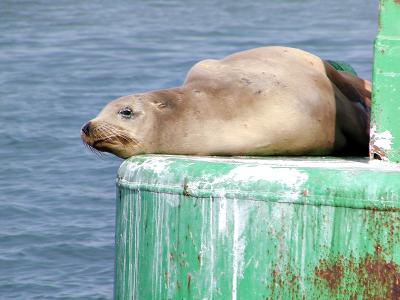 Lazing On The Buoy