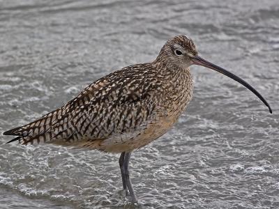 g3/47/503647/3/54845256.curlew.jpg