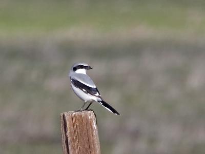 Loggerhead Shrike