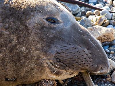 Contented Elephant Seal