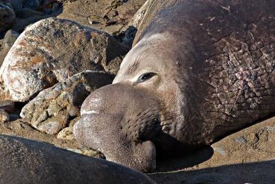 Don't Get Your Nose In a Crack!