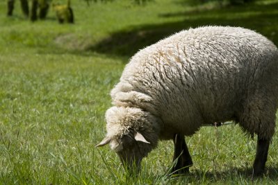 A Tasmanian sheep
