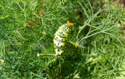 Feasting on dill