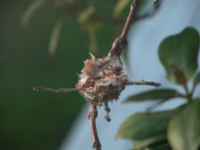 in backyard