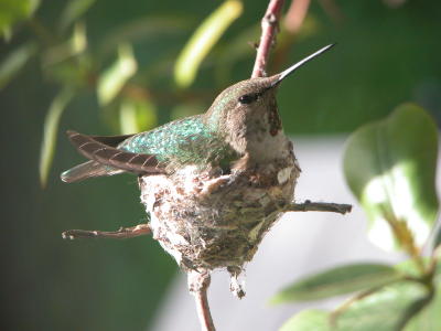 in backyard