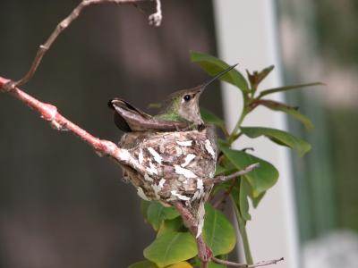 in backyard