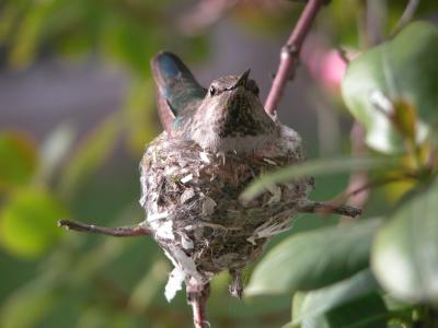 in backyard