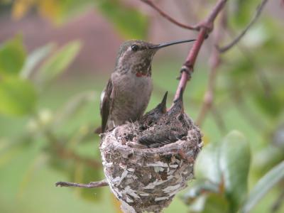 in backyard