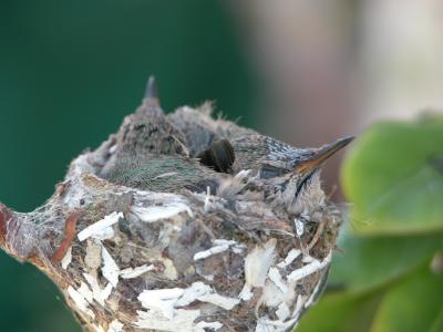 in backyard