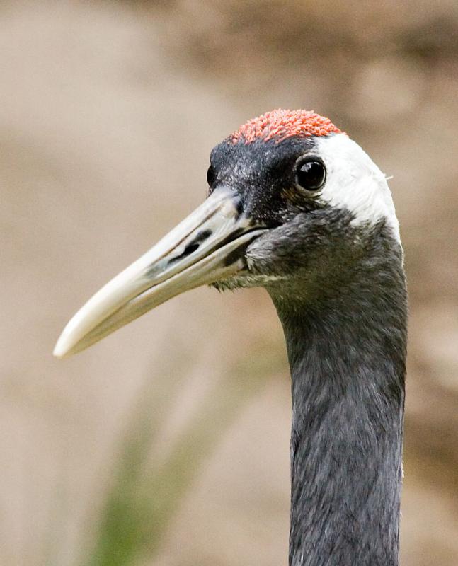 Crane.jpg