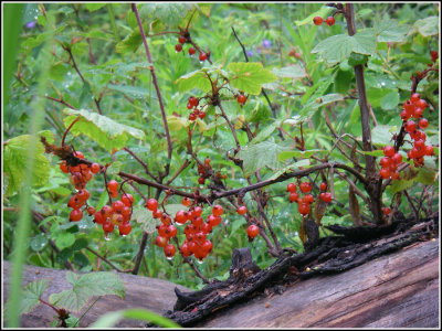 Wild currant berries