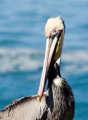 A plethora of pelicans