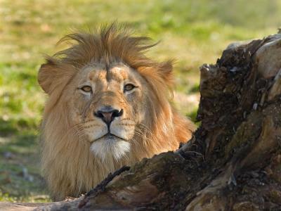 Lion_wp5a.jpg