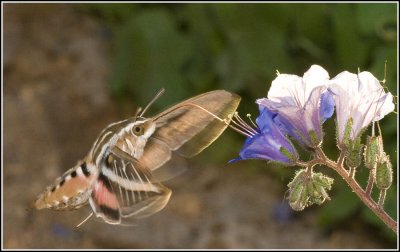 IMG_9452.jpg