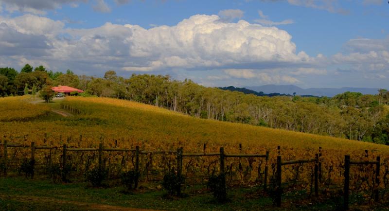 Autumn Vines