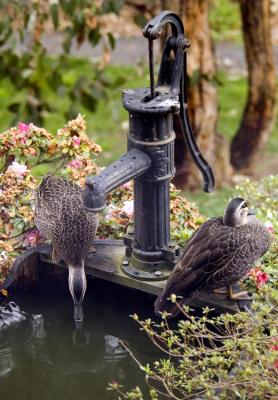 Drinking Duck