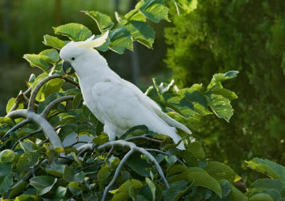 Sulphur Crested Cockatoo