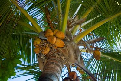 Coconuts DSC_4607.jpg