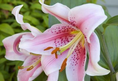 g3/47/605247/3/58000935.Lillium_02pb.jpg
