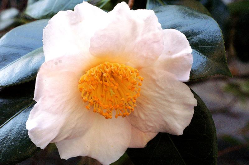 Camellia