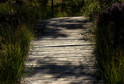 Bog Boardwalk