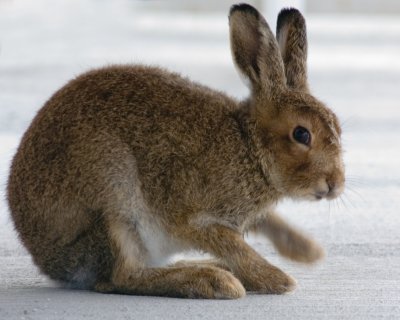 Hare