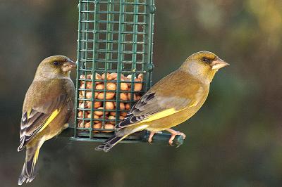 Bird Feeder