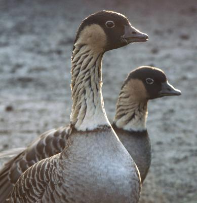 Pair of Geese