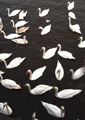 Swans