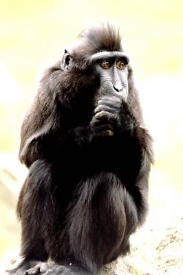 Sulawesi Macaque