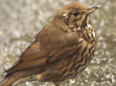 Thrush