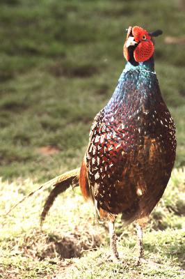 Pheasant