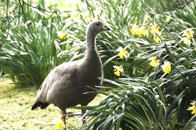 Goose and Daffodils