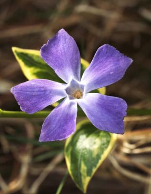 Periwinkle