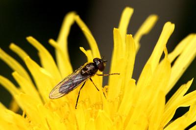 Fly on Dandelion