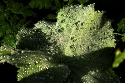 Morning Dew