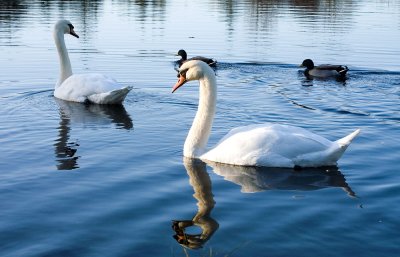 Swans on the Lake