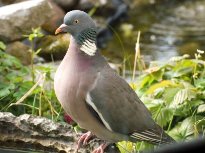 Wood Pigeon