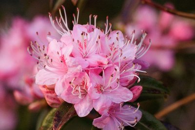 Rhododendron