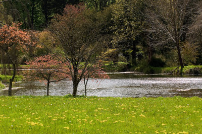 Lake In Spring