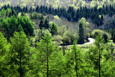 Forestry Slieve Blooms
