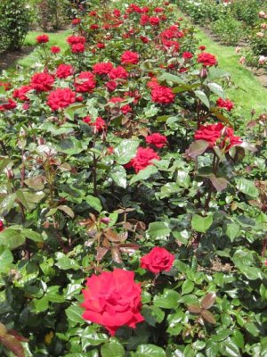 One of the rows of red roses