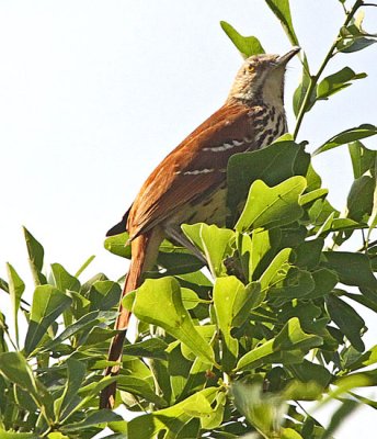 IMG_0202wnr.jpg
