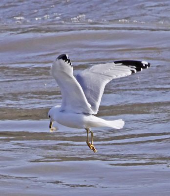 _MG_6194gull.jpg